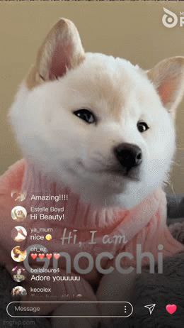 GNOCCHI Meme by buy/$gnocchi