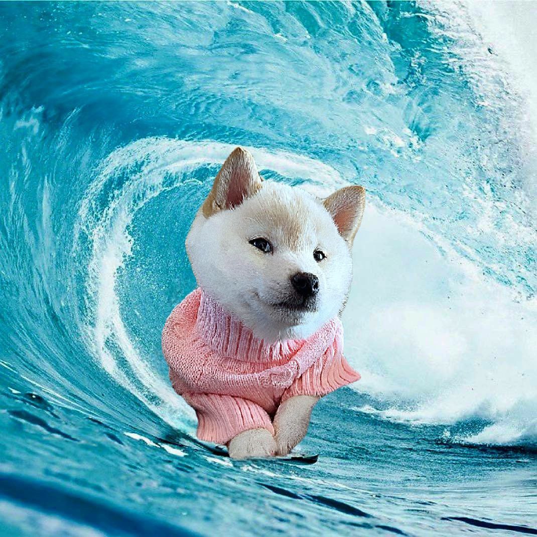 GNOCCHI Meme by buy/$gnocchi